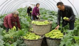 瓜瓜基地,绿色生态农业的璀璨明珠